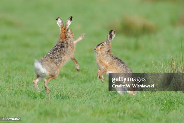 fighting european hares - lepus europaeus stock pictures, royalty-free photos & images