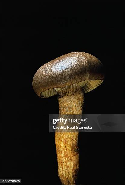 Rutilus Rutilus Photos Photos and Premium High Res Pictures - Getty Images