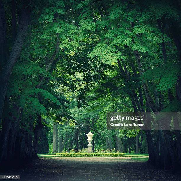 magical park with green trees - woodland border stock pictures, royalty-free photos & images