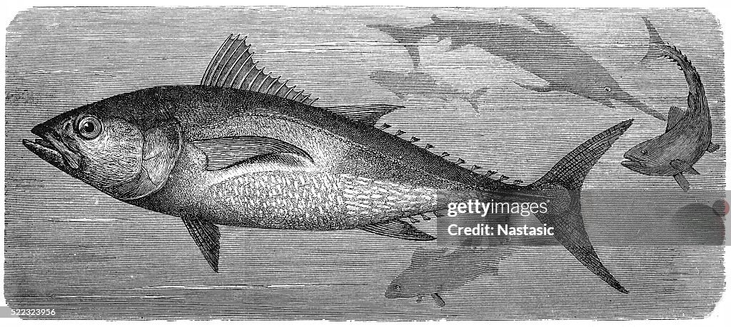 Atlantic bluefin tuna (Thunnus thynnus)