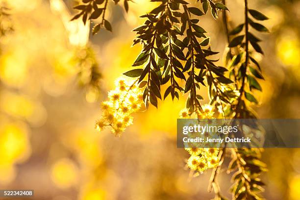 close-up of wattle tree in bloom - acacia tree stockfoto's en -beelden