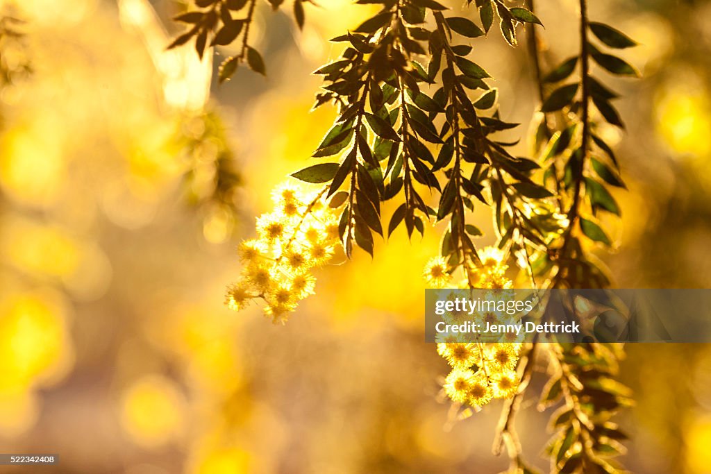 Spring Trees Wattle Closeup Of Wattle Tree In Bloom High-Res Stock Photo - Getty Images