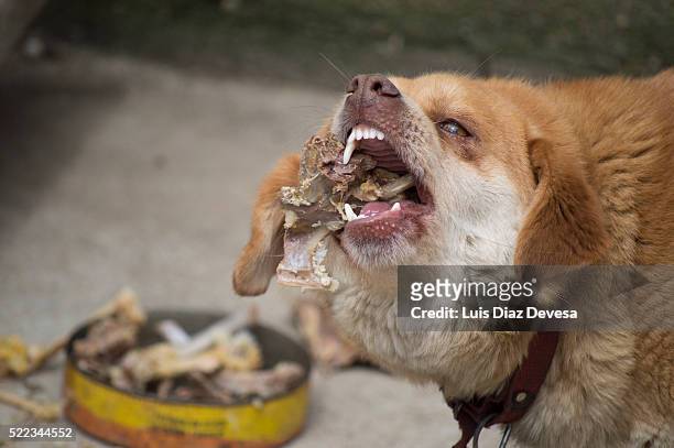 95 Dog Eating Chicken Photos and Premium High Res Pictures - Getty Images