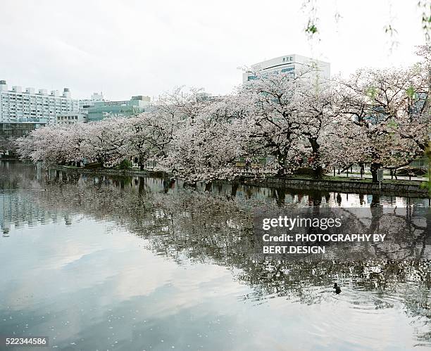 japanese cherry blossom blooming in ueno park , tokyo - ueno park stock-fotos und bilder