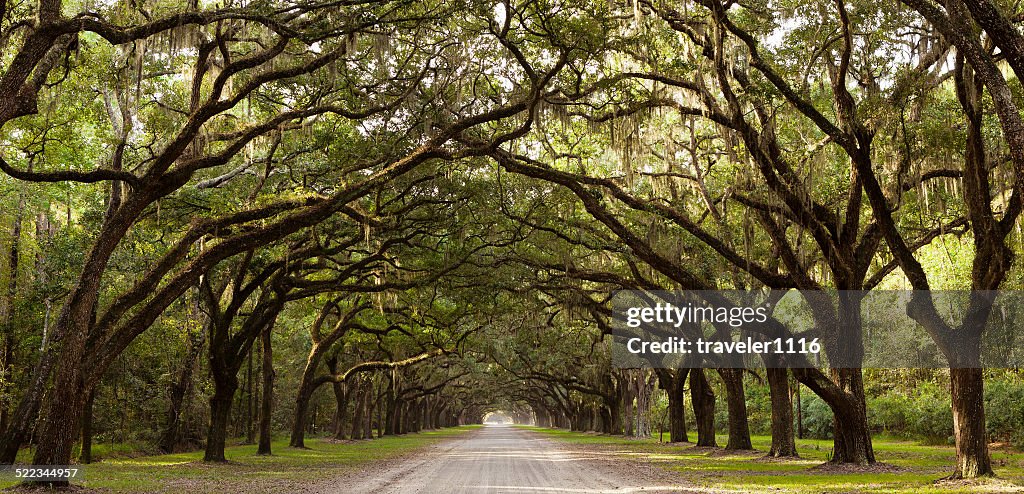 Live Oak Trees From Georgia, USA