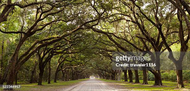live oak trees from georgia, usa - live oak tree stock pictures, royalty-free photos & images