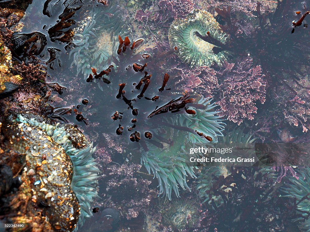 Anthopleura xanthogrammica (Sea Anemone)