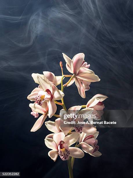 45 Orange Cymbidium Orchids Stock Photos, High-Res Pictures, and