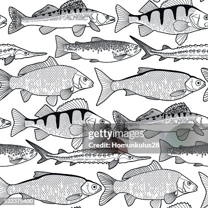 Fresh Fish Pattern Graphic Freshwater Fish Pattern High-Res Vector Graphic - Getty Images