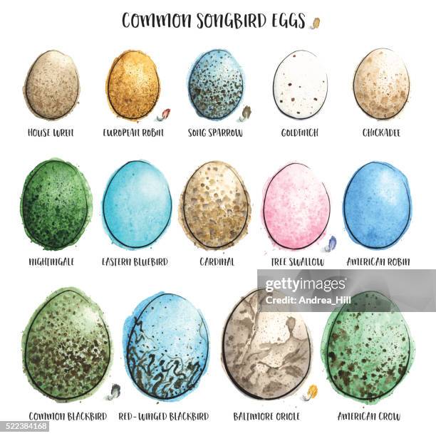 stockillustraties, clipart, cartoons en iconen met common songbird eggs painted in watercolor. vector illustration. - nightingale bird