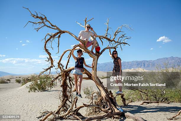 valley of the calm trees - mesquite flat dunes stock pictures, royalty-free photos & images