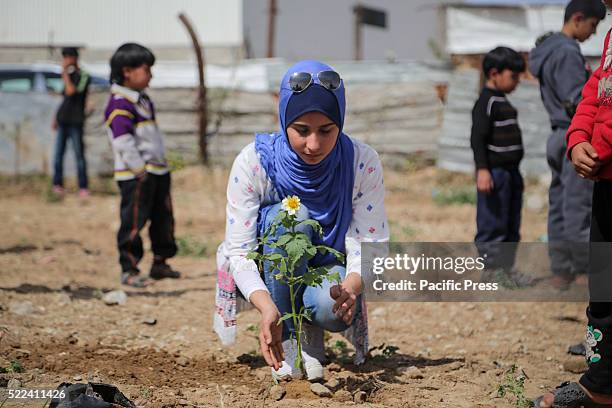 Palestinian Roses 137 Ros Childs Stock Photos, High-Res Pictures, and Images - Getty Images