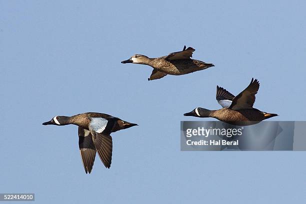 blue-winged teal ducks flying - teal anas discors birds stock pictures, royalty-free photos & images