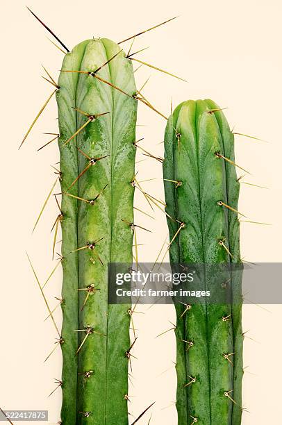 Bolivian Torch Cactus Photos and Premium High Res Pictures - Getty Images