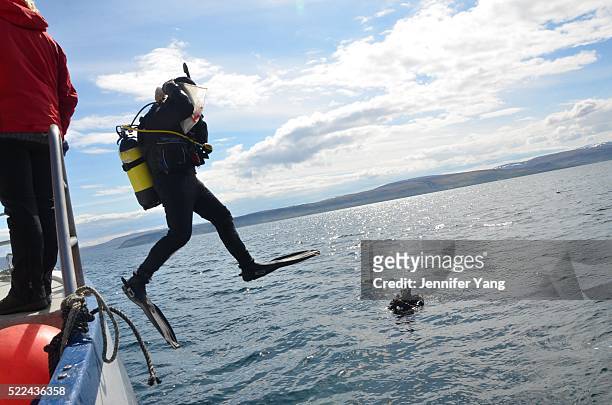 Brian Murphy watches as his graduate student, Michael Mullowney, jumps into the water near Icelands Grimsey Island, home to one of the worlds largest...