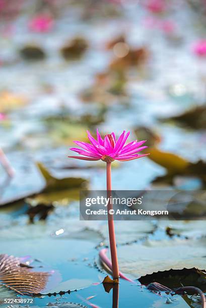 pink lotus - thale noi stock pictures, royalty-free photos & images