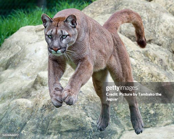 jumping puma - mountain lion foto e immagini stock