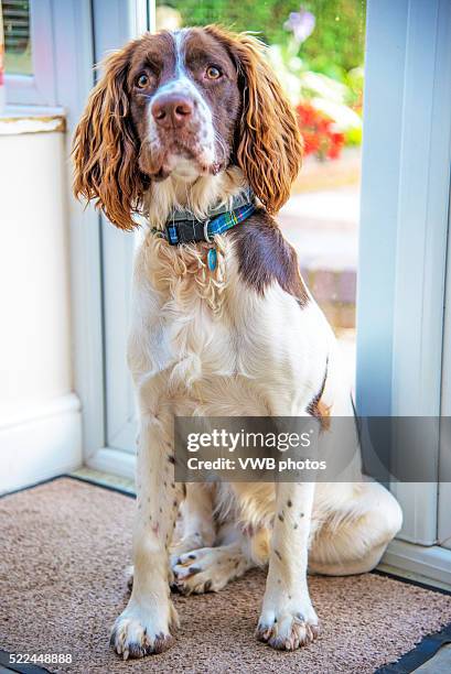 english springer spaniel, eager to be let out to play - english springer spaniel stock pictures, royalty-free photos & images
