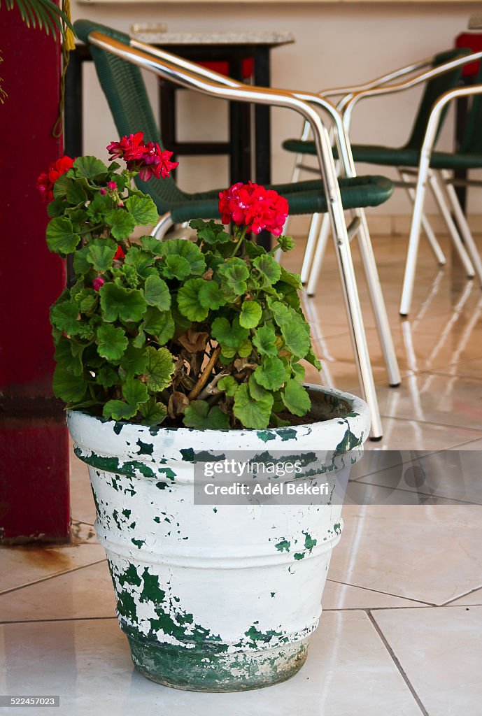 Geranium