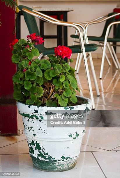geranium - peppermint geranium stock pictures, royalty-free photos & images