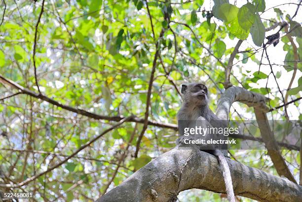 monkey sitting in a tree - ubud monkey forest stock pictures, royalty-free photos & images