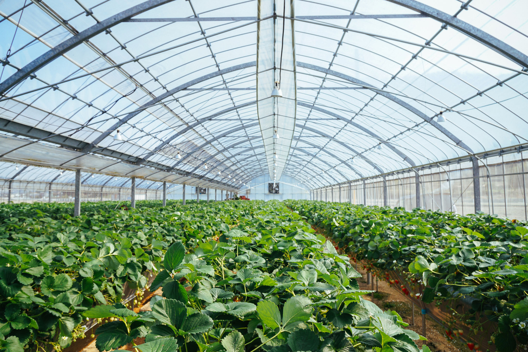 greenhouse crops