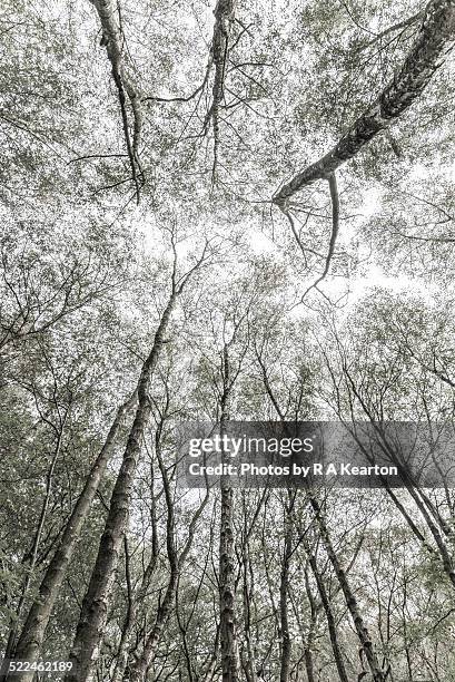 complex canopy of a birch woodland - tree canopy pattern fotografías e imágenes de stock