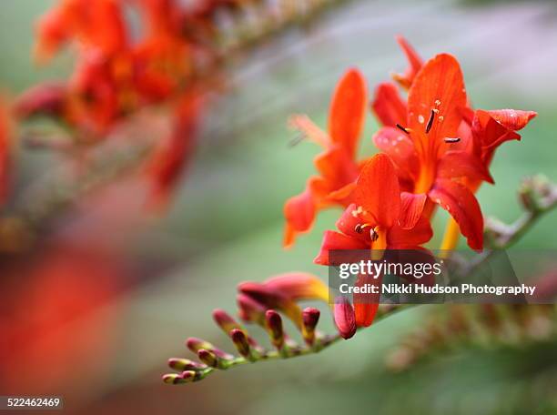 crocosmia lucifer (montbretia) red flowers - blütentraube stock-fotos und bilder
