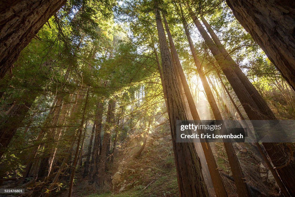 Forest Sunrise