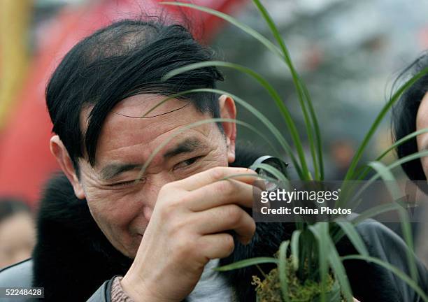 Chinese man inspects orchid plants during a rare orchid exhibition on February 26, 2005 in Leshan of Sichuan Province, China. Orchids, a favourite...