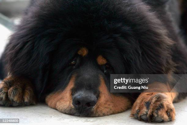 Tibetan Mastiff is displayed at a Tibetan Mastiff exposition on February 27, 2005 in Longfang, some 100 kilometers southeast of Beijing, China. The...