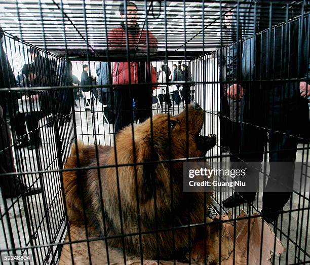 Tibetan Mastiff is displayed at a Tibetan Mastiff exposition on February 27, 2005 in Longfang, some 100 kilometers southeast of Beijing, China. The...