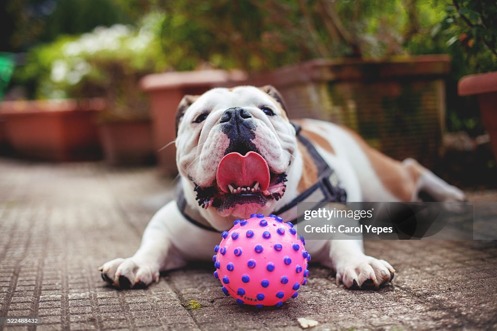 Close-Up Of english bulldog Puppy Lying Down On Gravel