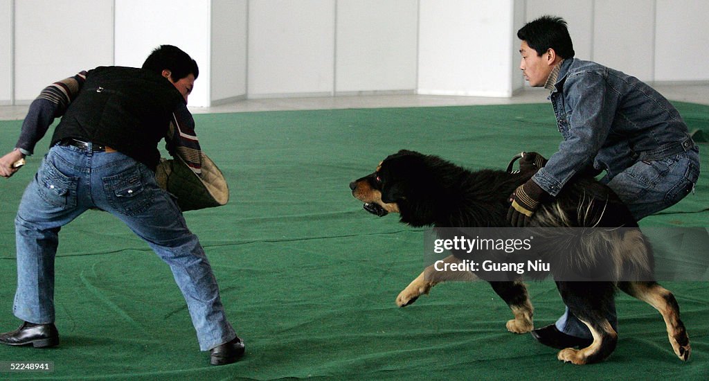 A Tibetan Mastiff Exposition Held In China