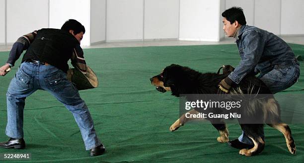 Tibetan Mastiff is displayed at a Tibetan Mastiff exposition on February 27, 2005 in Longfang, some 100 kilometers southeast of Beijing, China. The...