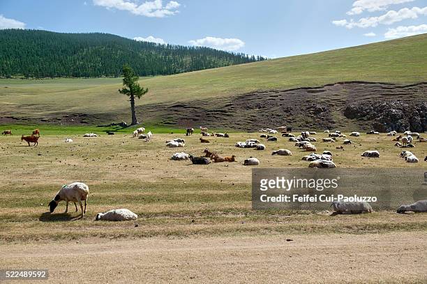 group of sheep at orkhon valley in central mongolia - orkhon river stock pictures, royalty-free photos & images