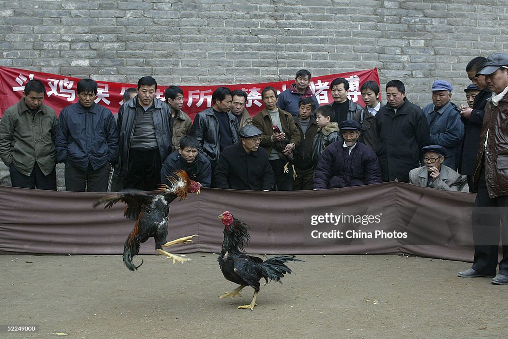 People Watch A Cockfight In Xian