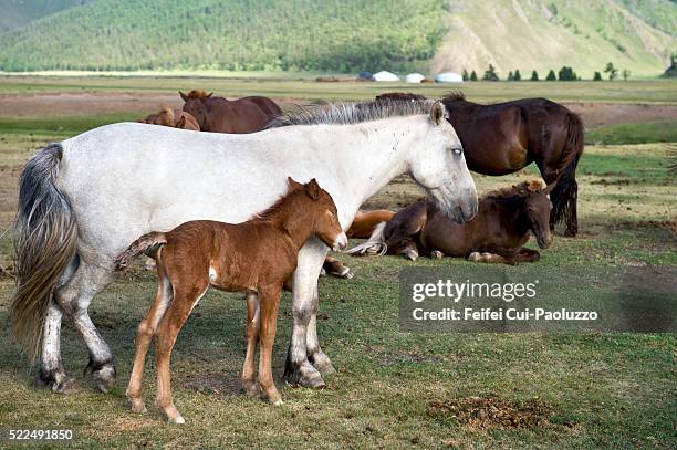 wild horse with baby horse at orkhon valley in central mongolia - orkhon river stock pictures, royalty-free photos & images