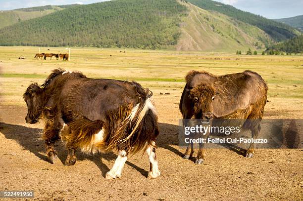 mongolia yak at orkhon valley in central mongolia - orkhon river stock pictures, royalty-free photos & images