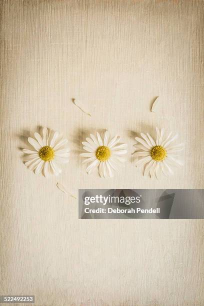 three daisies with petals pulled out - 花びら占い ストックフォトと画像