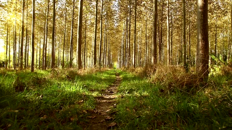 https://media.gettyimages.com/id/522494994/video/moving-through-a-lush-green-forest-floor.jpg?b=1&s=640x640&k=20&c=w3SqhHVkGpmARIwLJuRGvoO3seoKWRsMsccA09ZXKHc=