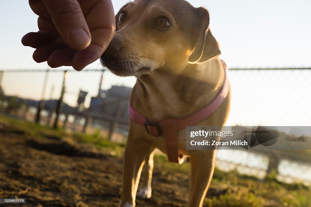 Shelter Dog Stories