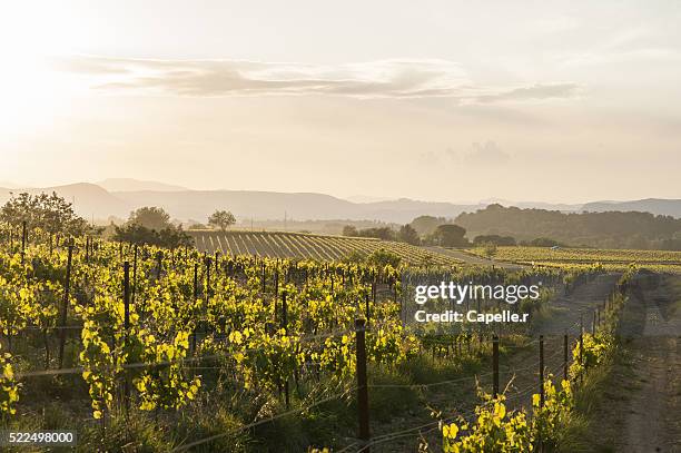 vines in france cevennes - gard stock pictures, royalty-free photos & images