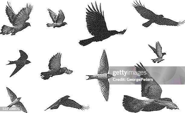 ilustraciones, imágenes clip art, dibujos animados e iconos de stock de siluetas de aves - crow bird