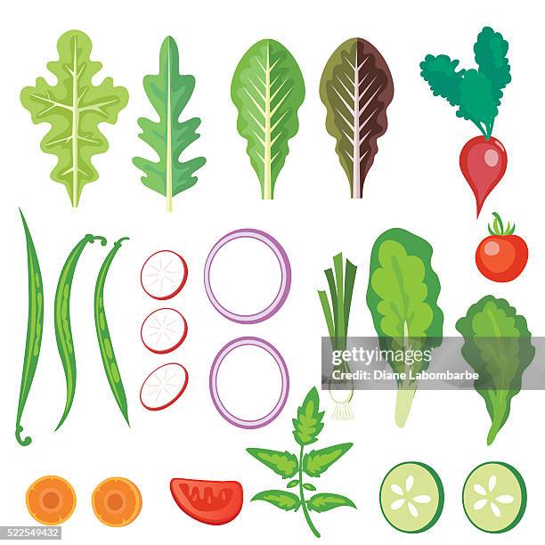 helle salat gemüse - leaf lettuce stock-grafiken, -clipart, -cartoons und -symbole