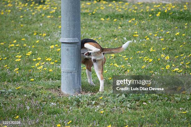 dog peeing - people peeing stockfoto's en -beelden