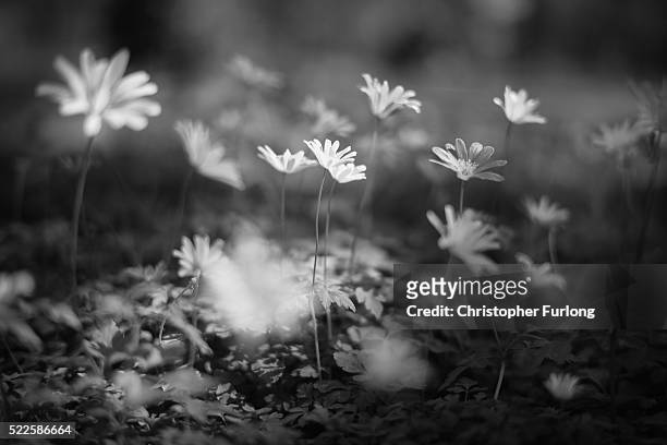 Wild flowers bloom next to Shottery Brook outside Anne Hathaway's Cottage on April 19, 2016 in Stratford-upon-Avon, England. 2016 is the 400th...