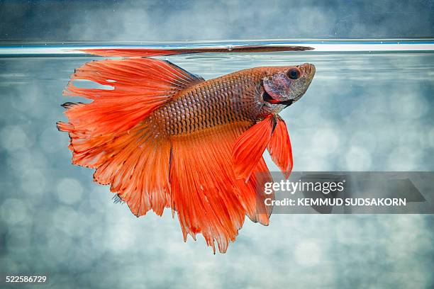 fight fish - siamese fighting fish stock pictures, royalty-free photos & images