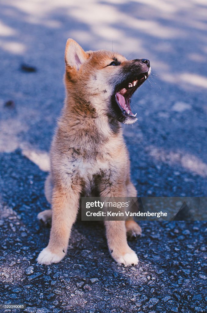 Shiba Inu puppy