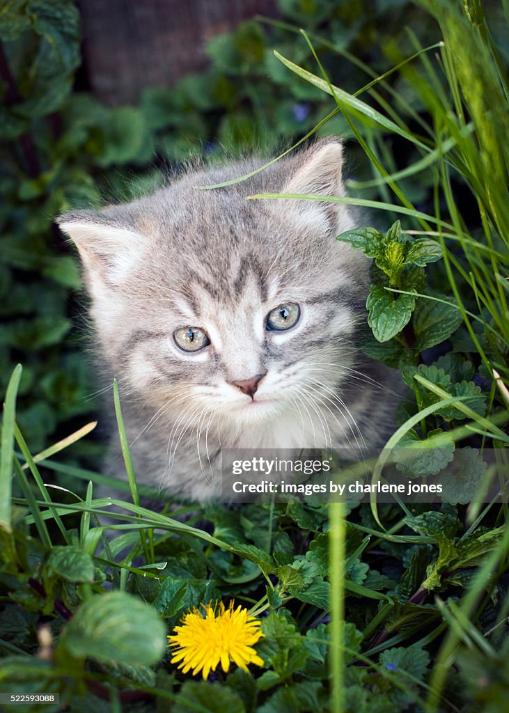 Gray Kitten